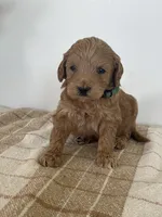George , a male Goldendoodle for sale in Middletown, VA – 3 of 3