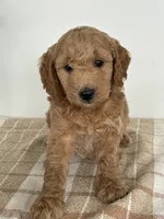 Lola, a female Goldendoodle for sale in Middletown, VA – 2 of 3