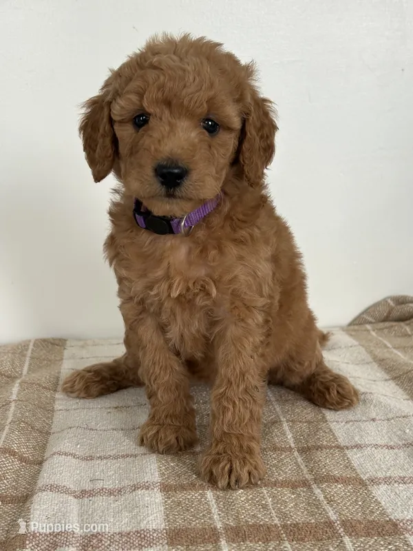 Nova  – Goldendoodle puppy for sale in Middletown, VA