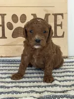Hank- Moyen, a male Poodle - Miniature  for sale in Middletown, VA – 2 of 3