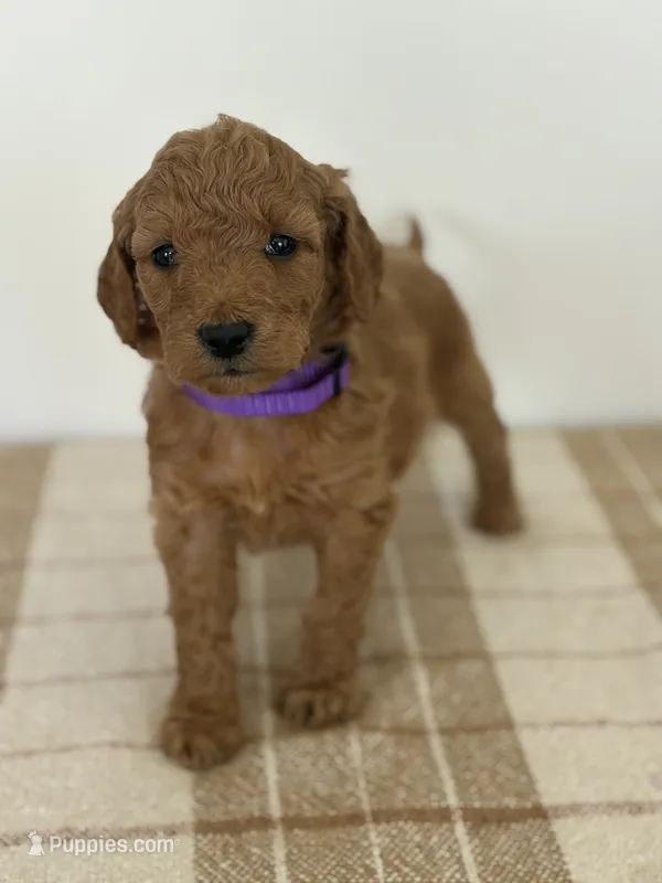 Nova  – Goldendoodle puppy for sale in Middletown, VA
