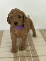 Nova , a female Goldendoodle for sale in Middletown, VA – 1 of 3