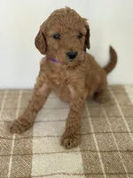 Nova , a female Goldendoodle for sale in Middletown, VA – 3 of 3