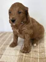 Copper, a male Goldendoodle for sale in Middletown, VA – 2 of 4