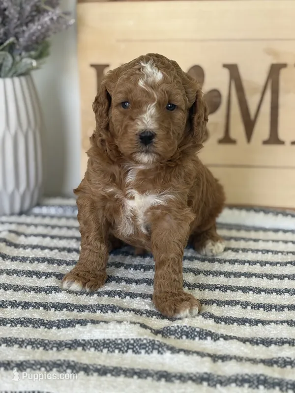 Ollie - Moyen – Poodle - Standard  puppy for sale in Middletown, VA