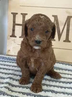Hank- Moyen, a male Poodle - Miniature  for sale in Middletown, VA – 3 of 3