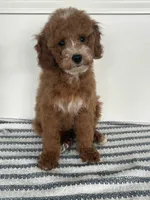 Leo, a male Poodle - Miniature  for sale in Middletown, VA – 3 of 4