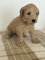 Coral , a female Goldendoodle for sale in Middletown, VA – 3 of 4