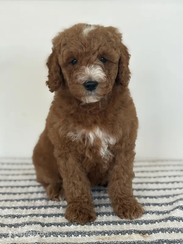 Benny- Moyen – Poodle - Standard  puppy for sale in Middletown, VA