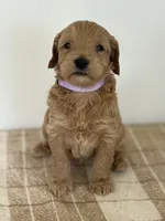 Livvy , a female Goldendoodle for sale in Middletown, VA – 1 of 3