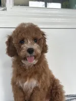 Leo, a male Poodle - Miniature  for sale in Middletown, VA – 4 of 4