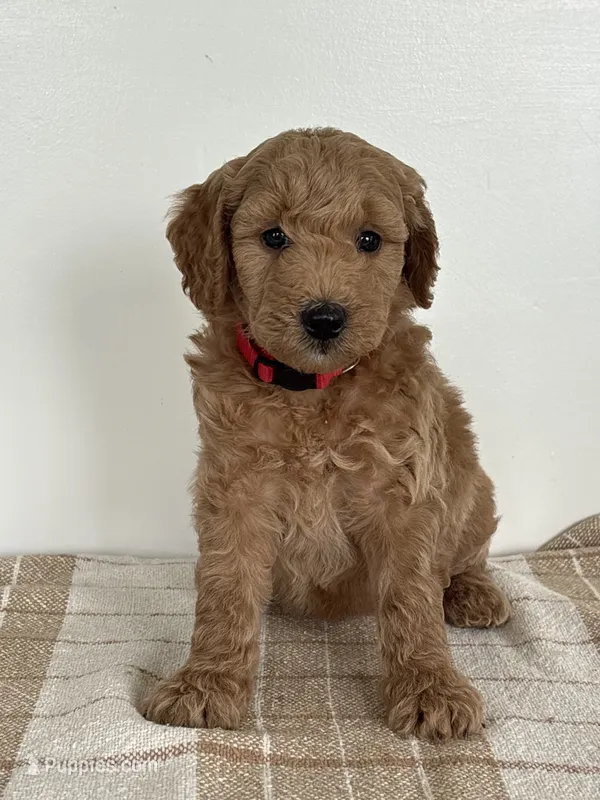 Lola – Goldendoodle puppy for sale in Middletown, VA