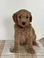 Lola, a female Goldendoodle for sale in Middletown, VA – 1 of 3