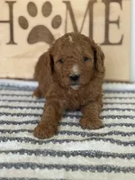 Chip -Moyen , a male Poodle - Miniature  for sale in Middletown, VA – 3 of 3
