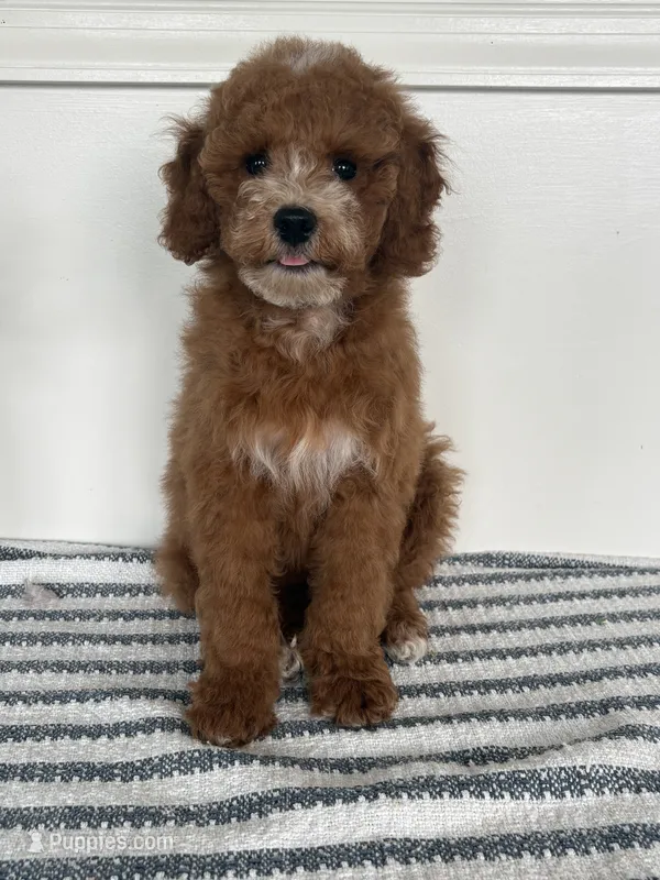 Leo – Poodle - Miniature  puppy for sale in Middletown, VA