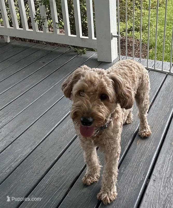 Kayla Fleming – Goldendoodle puppy for sale in Middletown, VA
