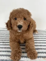 Chip -Moyen , a male Poodle - Miniature  for sale in Middletown, VA – 3 of 4