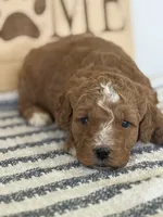 Ollie - Moyen, a male Poodle - Standard  for sale in Middletown, VA – 2 of 4
