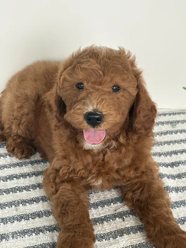Hunter - Moyen – Poodle - Standard  puppy for sale in Middletown, VA