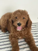 Hunter - Moyen, a male Poodle - Standard  for sale in Middletown, VA – 1 of 4