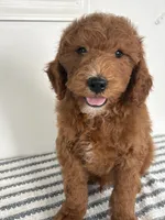 Hunter - Moyen, a male Poodle - Standard  for sale in Middletown, VA – 2 of 4