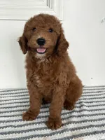 Hunter - Moyen, a male Poodle - Standard  for sale in Middletown, VA – 4 of 4