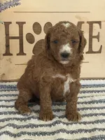 Benny- Moyen, a male Poodle - Standard  for sale in Middletown, VA – 2 of 2