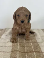 George , a male Goldendoodle for sale in Middletown, VA – 2 of 3