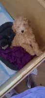 Christian Diore, a male Poodle - Miniature  for sale in Kenilworth, UT – 1 of 6