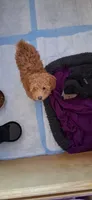 Ree Drummond, a female Poodle - Miniature  for sale in Kenilworth, UT – 2 of 5