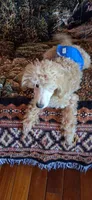 Christian Diore, a male Poodle - Miniature  for sale in Kenilworth, UT – 2 of 6