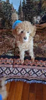 Christian Diore, a male Poodle - Miniature  for sale in Kenilworth, UT – 3 of 6