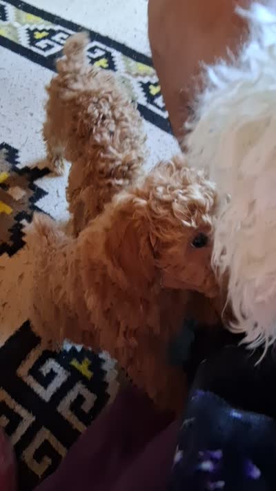 Christian Diore, a male Poodle - Miniature  for sale in Kenilworth, UT – 6 of 6