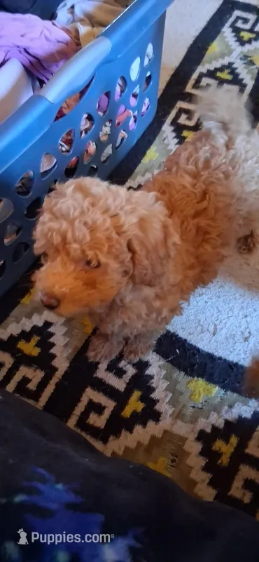 Ree Drummond – Poodle - Miniature  puppy for sale in Kenilworth, UT
