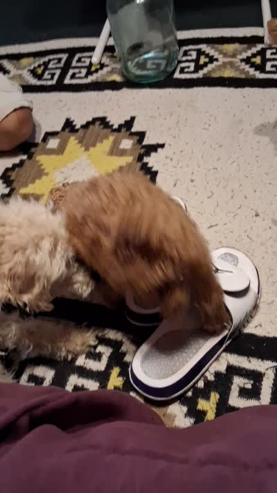 Ree Drummond, a female Poodle - Miniature  for sale in Kenilworth, UT – 3 of 5