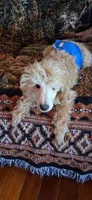 Christian Diore, a male Poodle - Miniature  for sale in Kenilworth, UT – 4 of 6