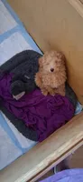 Ree Drummond, a female Poodle - Miniature  for sale in Kenilworth, UT – 4 of 5