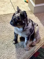 Pearl frenchy, a male French Bulldog for sale in Fort Worth, TX – Photo 2 of 4