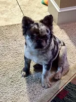 Pearl frenchy, a male French Bulldog for sale in Fort Worth, TX – Photo 4 of 4