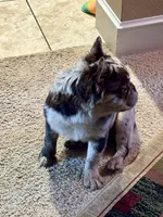 Pearl frenchy, a male French Bulldog for sale in Fort Worth, TX – Photo 3 of 4