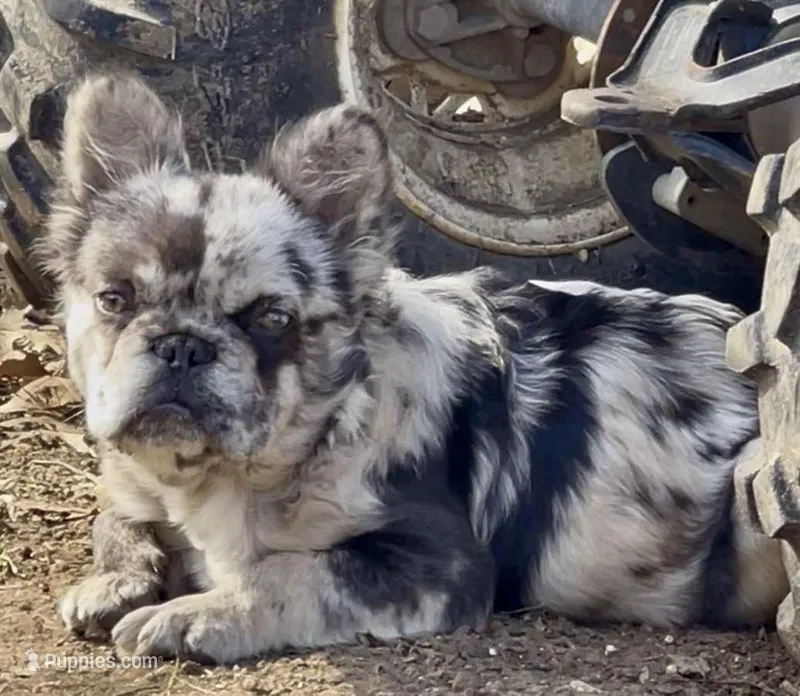 Pearl frenchy – French Bulldog puppy for sale in Fort Worth, TX