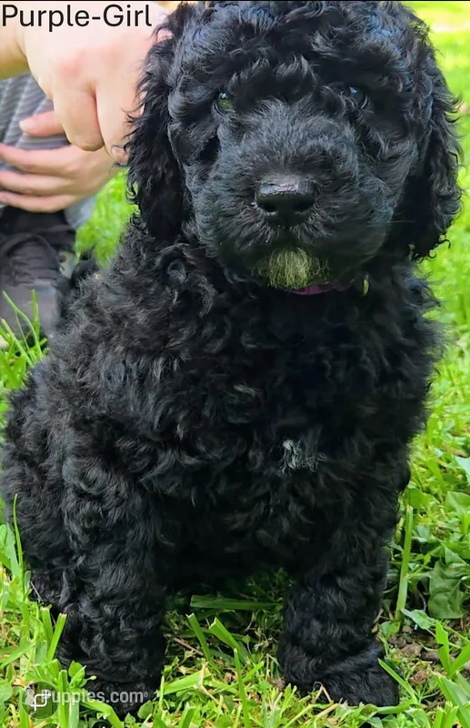 Purple – Labradoodle puppy for sale in Brandon, MS