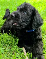 Blue(Black/Silver), a male Labradoodle for sale in Brandon, MS – 2 of 2