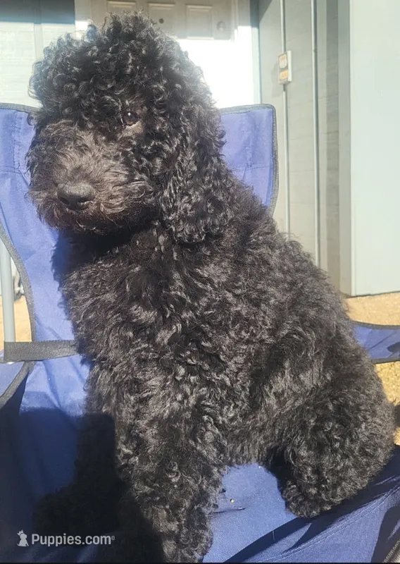 Yellow – Labradoodle puppy for sale in Brandon, MS