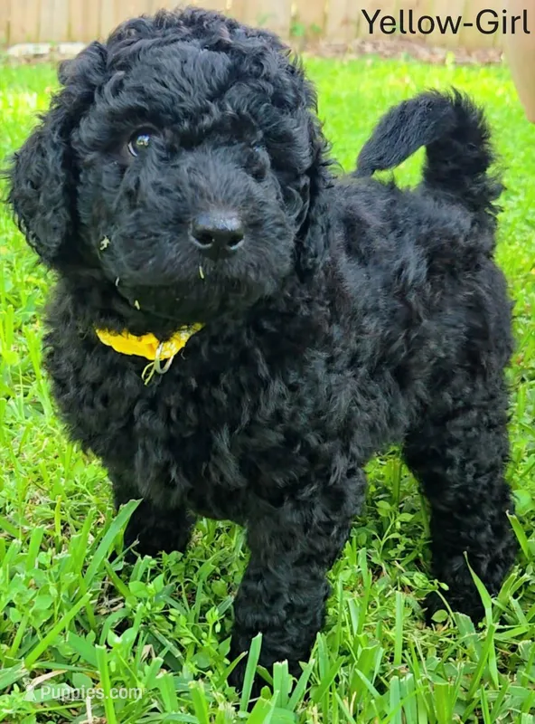 Yellow – Labradoodle puppy for sale in Brandon, MS