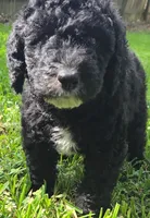 Red, a male Labradoodle for sale in Brandon, MS – Photo 2 of 3