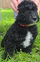 Red, a male Labradoodle for sale in Brandon, MS – Photo 3 of 3