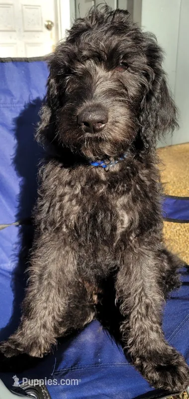 Blue(Black/Silver) – Labradoodle puppy for sale in Brandon, MS