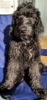 Blue(Black/Silver), a male Labradoodle for sale in Brandon, MS – 1 of 2