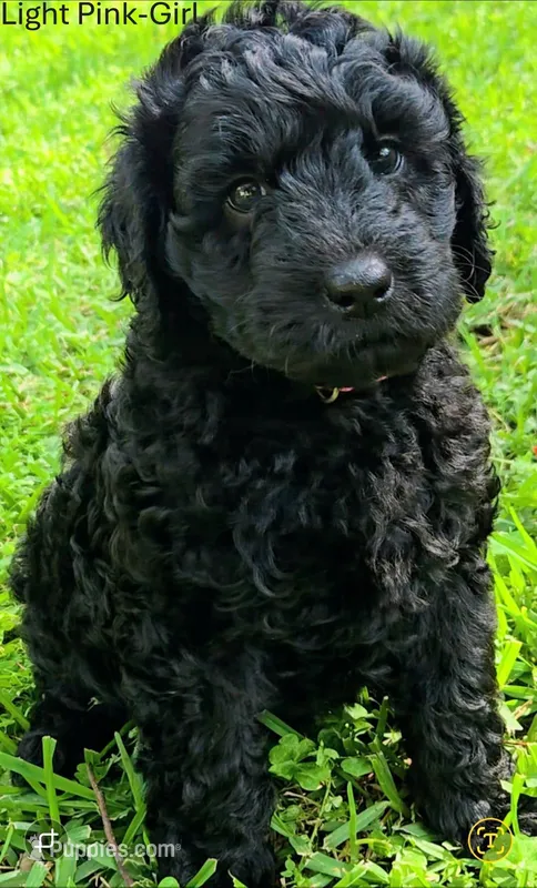 Light Pink – Labradoodle puppy for sale in Brandon, MS